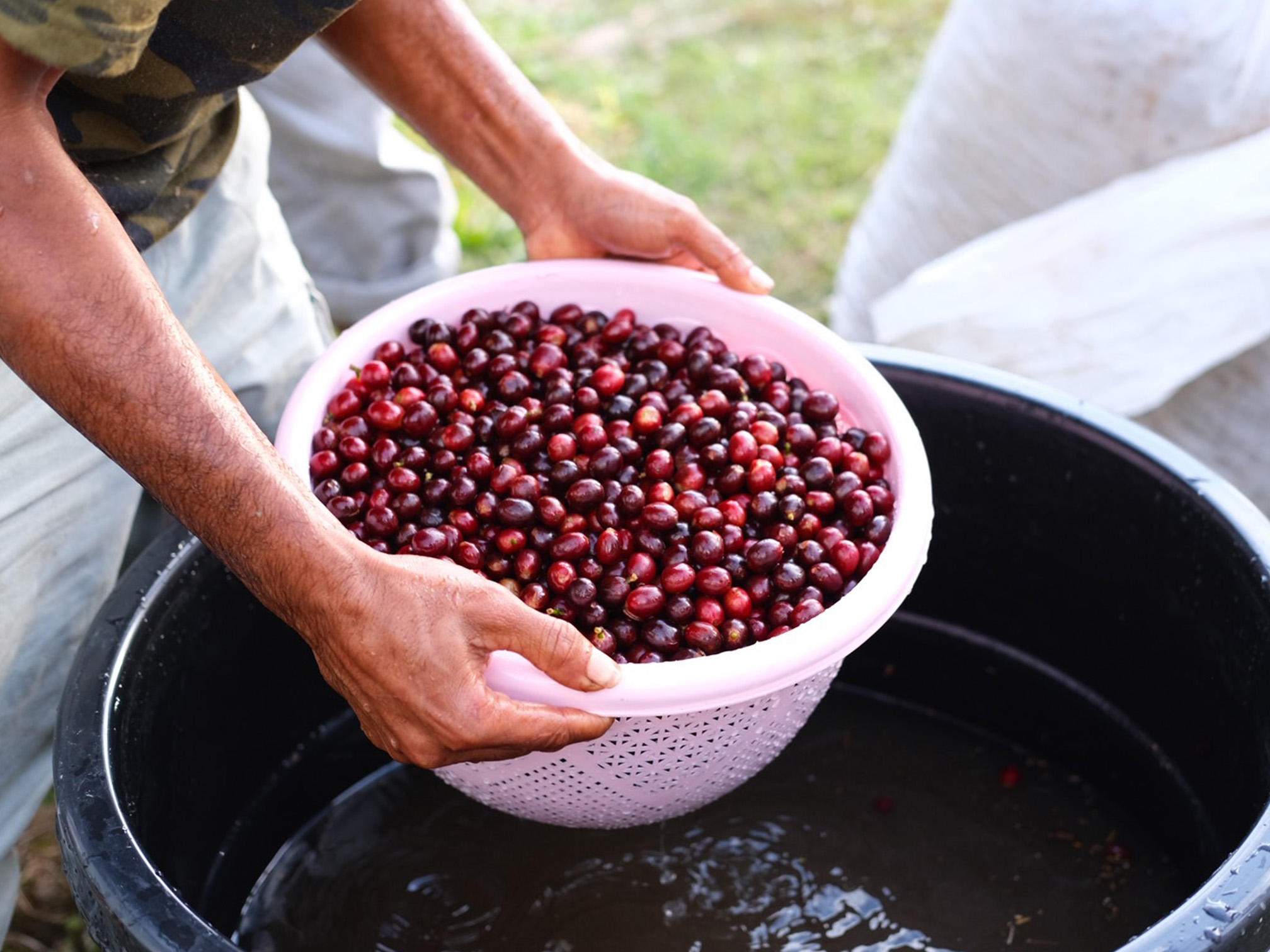 JAS認証】東ティモール マイクロロット ゴウララ村 ウォッシュ 生豆